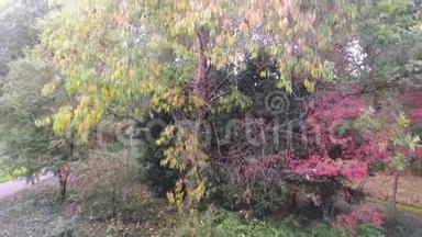 荷兰茨威因德雷赫特市公园秋树的彩色鸟瞰图